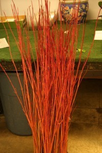 img 5638 200x300 Winter Florals: Try Dogwood Stems