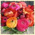 ejranunculus1 Plan a Late Summer Soiree with Ideas from Event Planner Elizabeth James