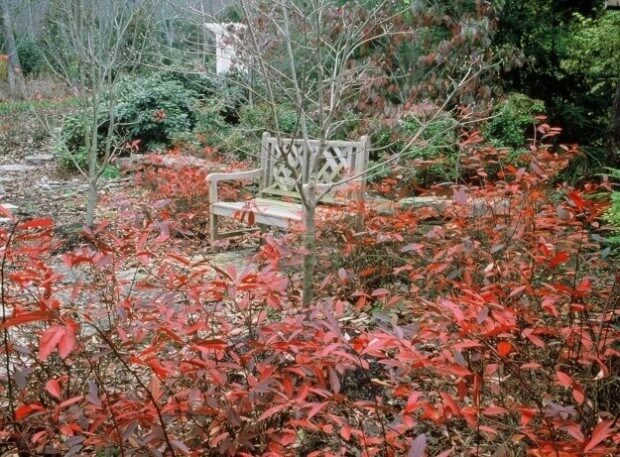 Image 2 620x457 Beautiful Gardens, Native Plantings