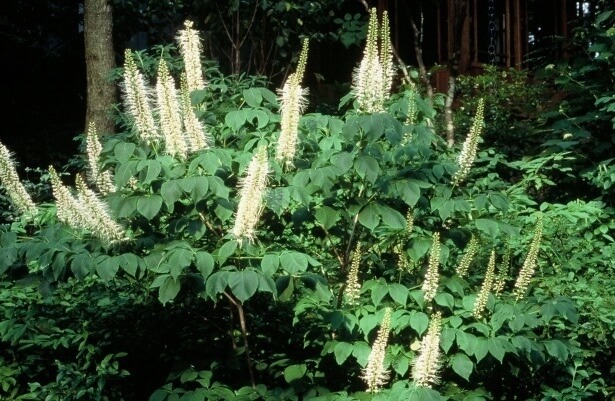 Image 6 Beautiful Gardens, Native Plantings