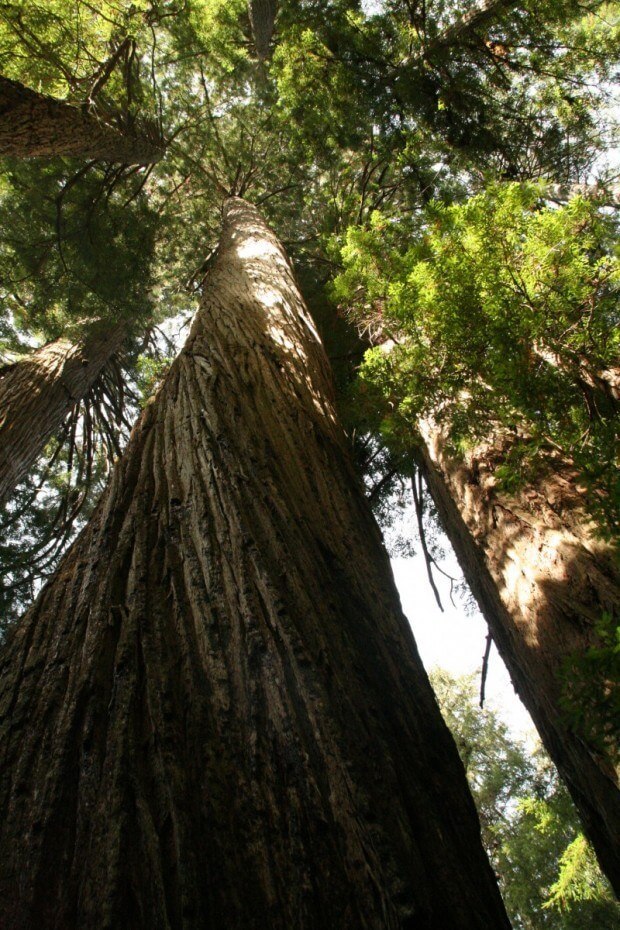 IMG 6288 620x930 Family Vacation: The Redwoods 