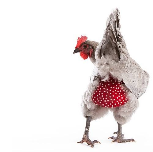 Chicken Diapers ... Say WHAT? StyleBlueprint Chicken Diaper Chicken Diapers ... Say WHAT?
